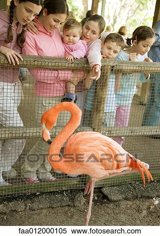 Stock Photography - Group of children looking at flamingo. Fotosearch