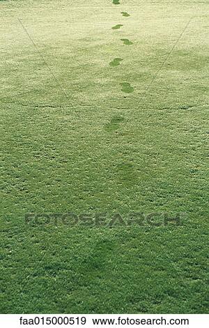 Shoe tracks on wet golf turf View Large Photo Image Stock Photo - Shoe tracks on wet golf turf. Fotosearch