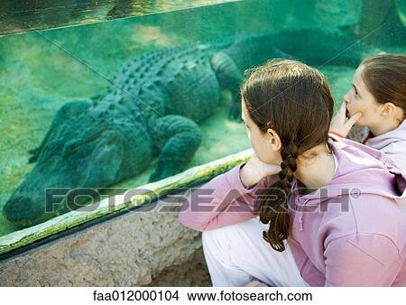 Two girls looking at alligator through glass wall View Large Photo Image Picture - Two girls looking at alligator through glass wall. Fotosearch