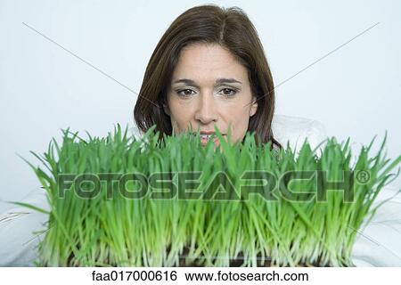 Woman behind tray of wheat grass View Large Photo Image Stock Photograph - Woman behind tray of wheat grass. Fotosearch