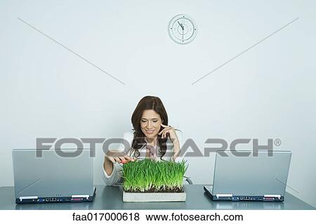 Stock Photo - Woman trimming tray of wheatgrass. Fotosearch