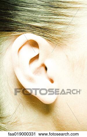Female ear, extreme close-up View Large Photo Image Stock Image - Female ear, extreme close-up. Fotosearch