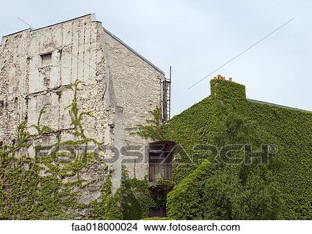 Picture - Ivy-covered building. Fotosearch