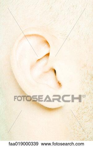 Male ear, extreme close-up View Large Photo Image Stock Photo - Male ear, extreme close-up. Fotosearch