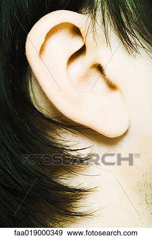 Male ear, extreme close-up View Large Photo Image Stock Photo - Male ear, extreme close-up. Fotosearch