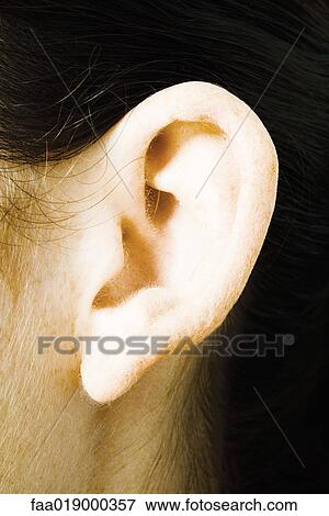 Male ear, extreme close-up View Large Photo Image Stock Photo - Male ear, extreme close-up. Fotosearch