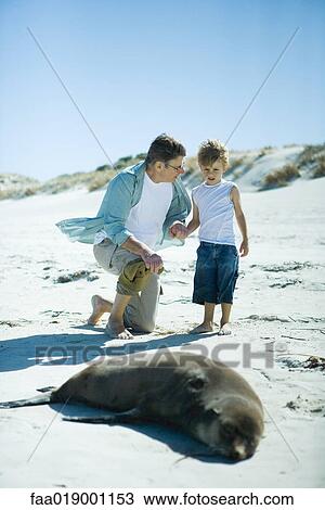 Man and boy looking at seal on beach View Large Photo Image Stock Image - Man and boy looking at seal on beach. Fotosearch