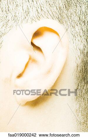 Young man's ear, extreme close-up View Large Photo Image Stock Image - Young man's ear, extreme close-up. Fotosearch