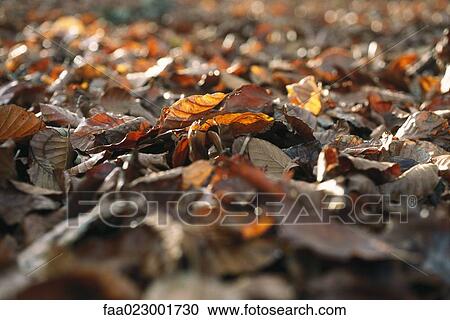 Autumn leaves on ground View Large Photo Image Stock Image - Autumn leaves on ground. Fotosearch