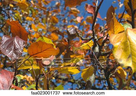 Stock Photo - Autumn leaves. Fotosearch