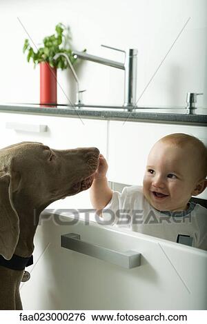 Baby in drawer smiling as dog sniffs baby's hand View Large Photo Image Stock Photograph - Baby in drawer smiling as dog sniffs baby's hand. Fotosearch