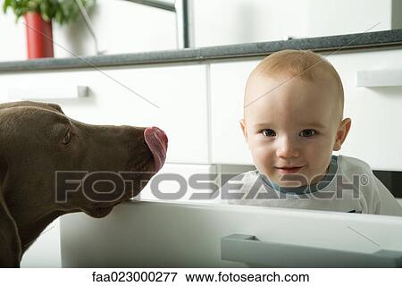 Baby peeking out of drawer at camera while dog licks nose View Large Photo Image Stock Photo - Baby peeking out of drawer at camera while dog licks nose. Fotosearch