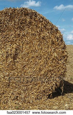 Bale of hay View Large Photo Image Stock Photo - Bale of hay. Fotosearch