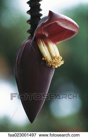 Banana flower View Large Photo Image Stock Photo - Banana flower. Fotosearch