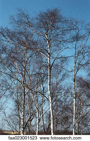 Stock Image - Bare trees. Fotosearch