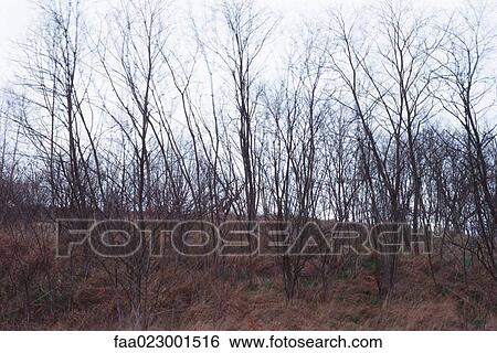 Bare trees View Large Photo Image Stock Photograph - Bare trees. Fotosearch
