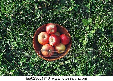 Basket of apples, high angle view View Large Photo Image Stock Image - Basket of apples, high angle view. Fotosearch