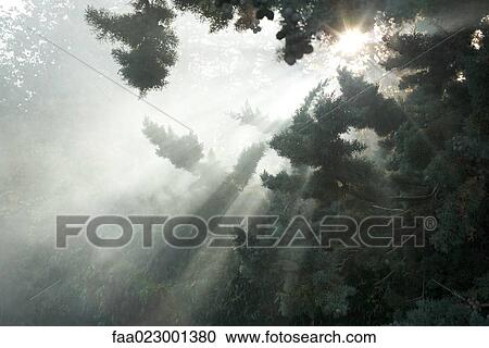 Beams of sunlight coming through tree branches View Large Photo Image Stock Image - Beams of sunlight coming through tree branches. Fotosearch