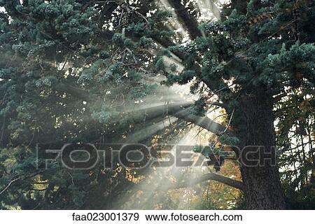 Beams of sunlight coming through tree branches View Large Photo Image Stock Photo - Beams of sunlight coming through tree branches. Fotosearch