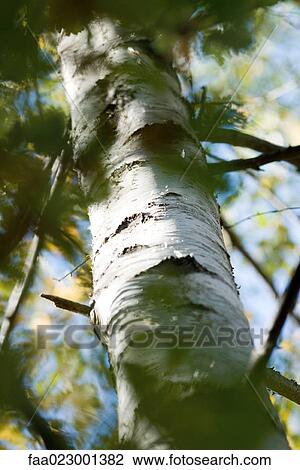Birch tree, focus on trunk, low angle view View Large Photo Image Stock Image - Birch tree, focus on trunk, low angle view. Fotosearch