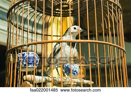 Stock Photography - Bird in birdcage. Fotosearch