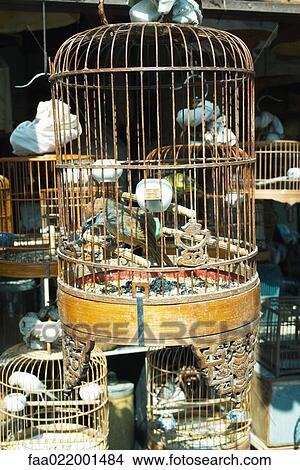 Birds in birdcages View Large Photo Image Picture - Birds in birdcages. Fotosearch