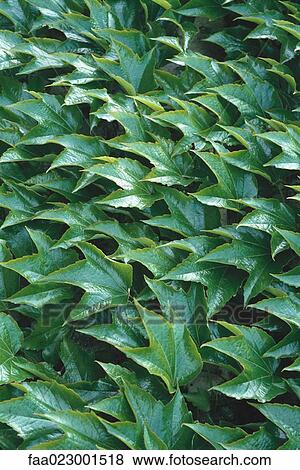 Stock Photo - Boston ivy, full frame. Fotosearch