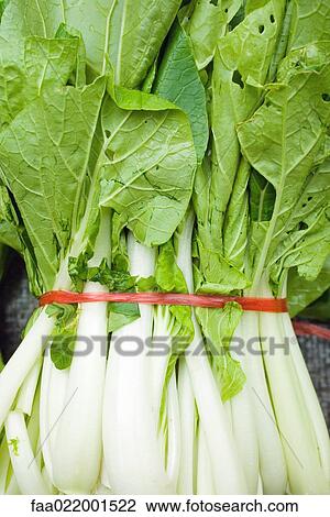 Bundle of bok choy View Large Photo Image Stock Image - Bundle of bok choy. Fotosearch
