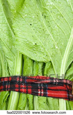 Bundle of mustard greens, close-up View Large Photo Image Stock Photograph - Bundle of mustard greens, close-up. Fotosearch