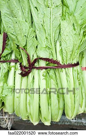 Bundle of mustard greens View Large Photo Image Stock Image - Bundle of mustard greens. Fotosearch