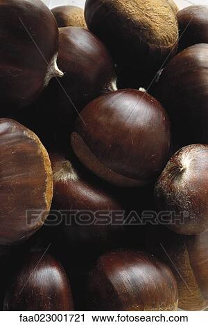 Chestnuts View Large Photo Image Stock Image - Chestnuts. Fotosearch