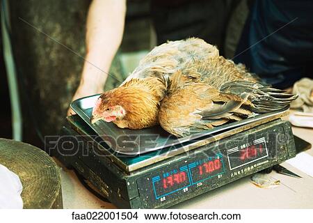 Chicken on scale in market View Large Photo Image Picture - Chicken on scale in market. Fotosearch