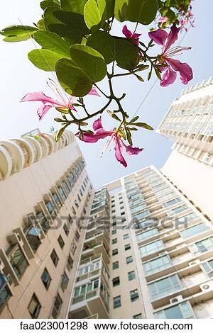 China, Guangdong Province, Guangzhou, high rise and flowering branch, low angle view View Large Photo Image Stock Photo - China, Guangdong Province, Guangzhou, high rise and flowering branch, low angle view. Fotosearch