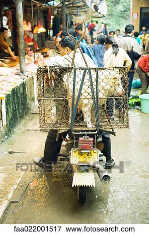 China, Guangdong province, man sitting on motor scooter in market, dog in cage on back of bike View Large Photo Image Stock Photo - China, Guangdong province, man sitting on motor scooter in market, dog in cage on back of bike. Fotosearch