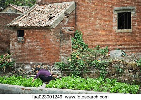 China, woman crouching in vegetable garden next to brick house View Large Photo Image Stock Photo - China, woman crouching in vegetable garden next to brick house. Fotosearch