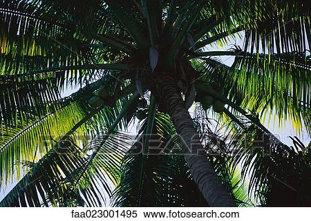 Coconut tree, low angle view View Large Photo Image Stock Photography - Coconut tree, low angle view. Fotosearch