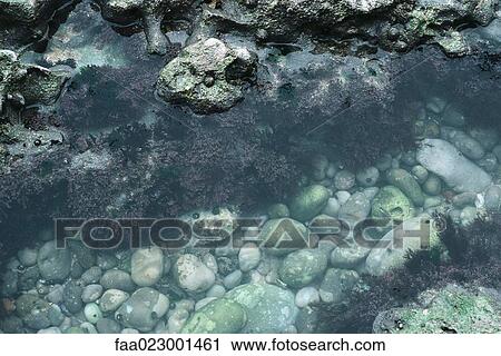 Stock Image - Coral in shallow water. Fotosearch