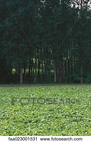 Stock Image - Crop field and woods. Fotosearch