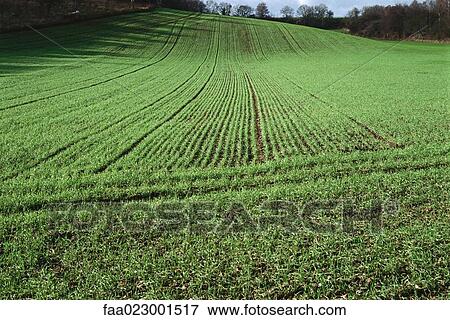Stock Photo - Crop field. Fotosearch