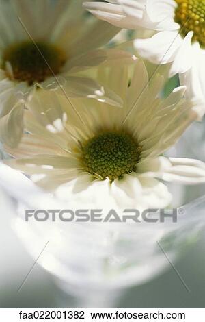 Stock Image - Daisies in stemmed glass, close-up. Fotosearch