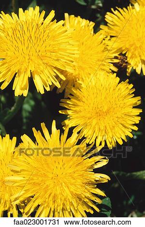 Dandelion flowers View Large Photo Image Stock Image - Dandelion flowers. Fotosearch