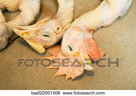 Dead skinned chickens, close-up of heads View Large Photo Image Stock Photo - Dead skinned chickens, close-up of heads. Fotosearch