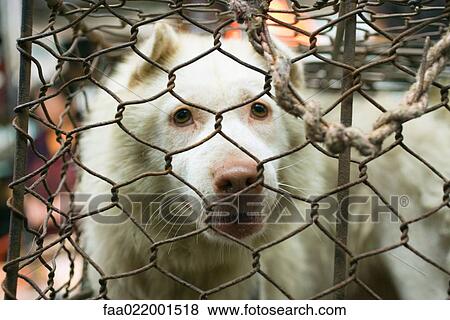 Stock Photo - Dog in cage. Fotosearch