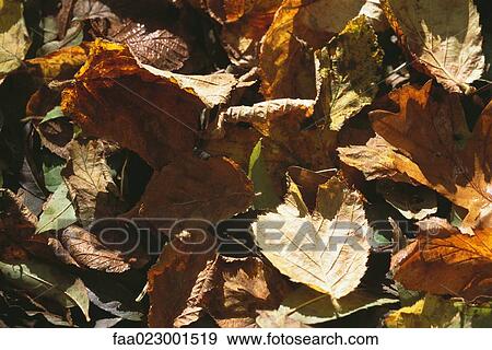 Dried leaves on ground View Large Photo Image Stock Photo - Dried leaves on ground. Fotosearch