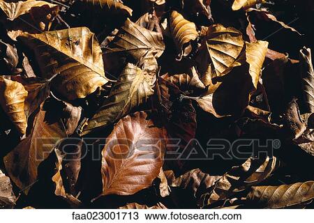 Dried leaves View Large Photo Image Stock Image - Dried leaves. Fotosearch