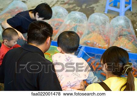 Family looking at goldfish for sale View Large Photo Image Stock Photo - Family looking at goldfish for sale. Fotosearch