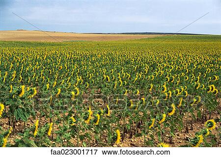 Stock Photo - Field of sunflowers. Fotosearch