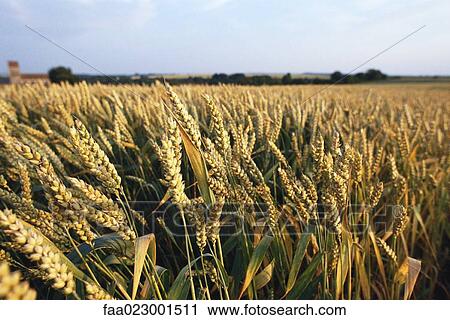 Field of wheat View Large Photo Image Stock Image - Field of wheat. Fotosearch