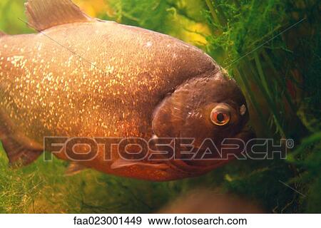 Stock Photo - Fish in aquarium. Fotosearch