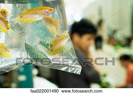 Stock Image - Fish in plastic bag. Fotosearch